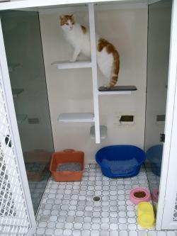 Dog Cat Clipping Washing Grooming Rathmines NSW Internet Find