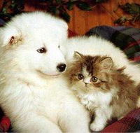 Rockhampton Boarding Kennels  Cattery - Internet Find