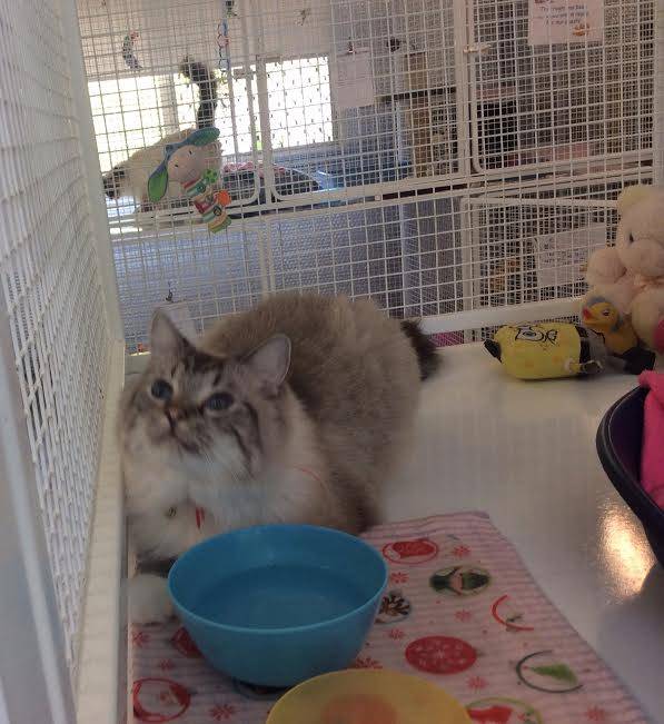 Dog Cat Clipping Washing Grooming Yeppoon QLD Internet Find