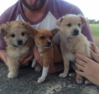 All Paws Pet Motel - Internet Find