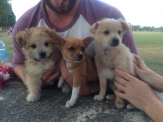 All Paws Pet Motel - Internet Find 0