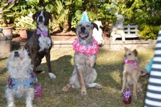 All Paws Pet Motel - Internet Find 1