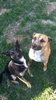 All Paws Pet Motel - Internet Find 4