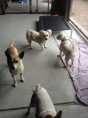 Dog Boarding Kennels Bobs Farm NSW Internet Find