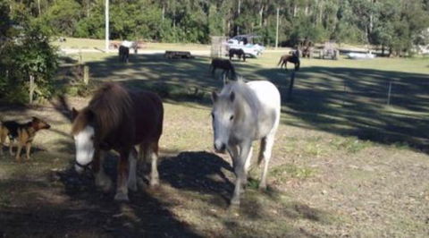 AAA Horse Riding & More - Internet Find 2