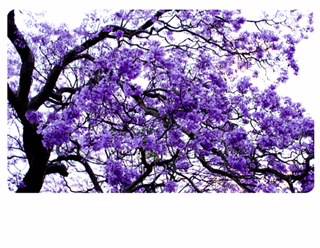 Solicitors Lawyers Grafton NSW Internet Find