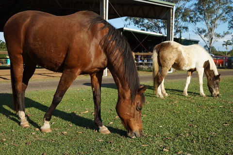 Equine Alliance - Internet Find 3