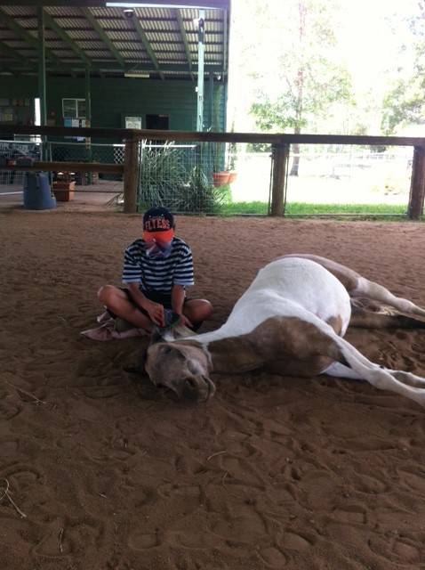 Equine Alliance - Internet Find 4