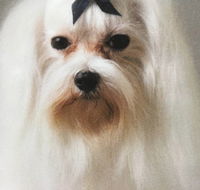Alice Springs Dog Grooming Kennel  Pet Transport - Internet Find