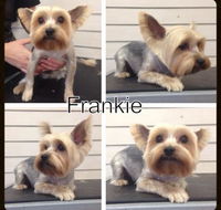 Lizzys Pet Parlour - Internet Find