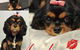 Love Is In The Hair Dog Grooming - thumb 0
