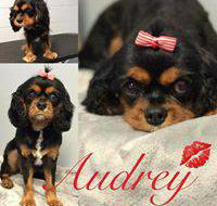 Love is in the Hair Dog Grooming - Internet Find