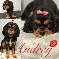 Love Is In The Hair Dog Grooming - Internet Find 0