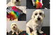 Love Is In The Hair Dog Grooming - thumb 1