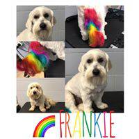 Love Is In The Hair Dog Grooming - Internet Find 1