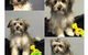 Love Is In The Hair Dog Grooming - thumb 2