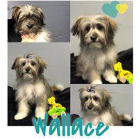 Love Is In The Hair Dog Grooming - Internet Find 2