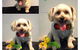 Love Is In The Hair Dog Grooming - thumb 3