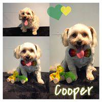 Love Is In The Hair Dog Grooming - Internet Find 3