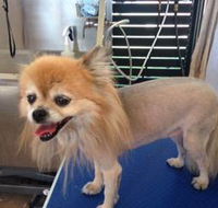 All Dogs Grooming - Internet Find