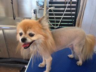 All Dogs Grooming - Internet Find 0