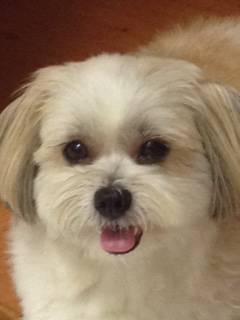 All Dogs Grooming - Internet Find 1