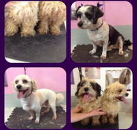 Cobbers Dog Grooming Salon - Internet Find