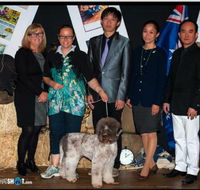 The Naked Hound Dog Grooming Salon - Internet Find