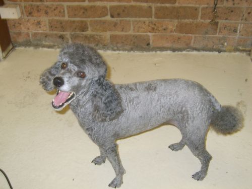 Personal Grooming Coffs Harbour NSW Internet Find