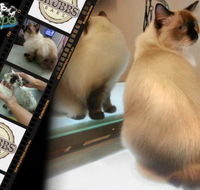 Darwin Pet Spa  Grooming - Internet Find