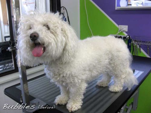 Dog Cat Clipping Washing Grooming Valentine NSW Internet Find