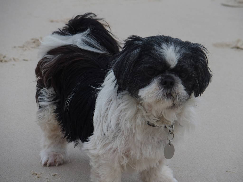 Dog Cat Clipping Washing Grooming Mullumbimby NSW Internet Find