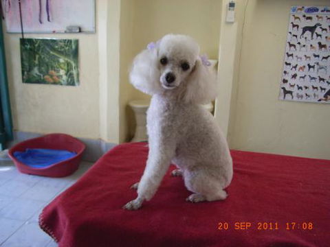 Clip ‘n’ Clean Dog Grooming - Internet Find 2