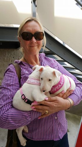 Dog Boarding Kennels One Mile NSW Internet Find