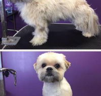 Dog Addiction Grooming Salon - Internet Find