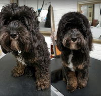 DGA Grooming Studio - Internet Find