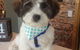 Limelight Pet Salon - thumb 1