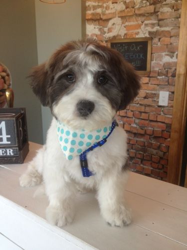 Limelight Pet Salon - Internet Find 1
