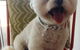 Limelight Pet Salon - thumb 2