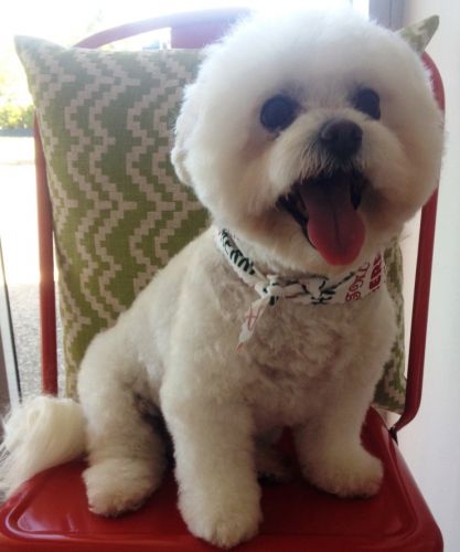 Limelight Pet Salon - Internet Find 2