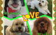 Limelight Pet Salon - thumb 3