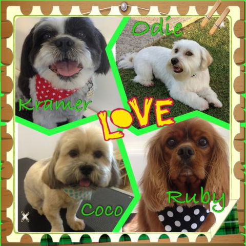 Limelight Pet Salon - Internet Find 3