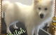 Limelight Pet Salon - thumb 4