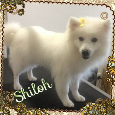 Limelight Pet Salon - Internet Find 4
