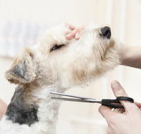 Nabiac Pet Grooming - Internet Find