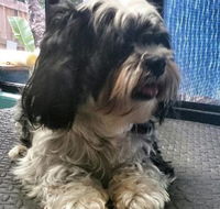 Cazs Pet Indulgence - Internet Find