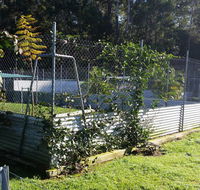 TLC Pet Care Coffs Harbour - Internet Find