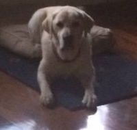 Katleybarns Boarding Kennels - Internet Find