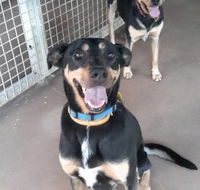 Bees Creek Boarding Kennels - Internet Find