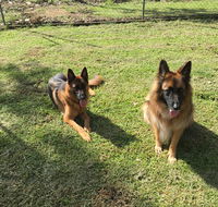 Bayview Canine Lodge - Internet Find